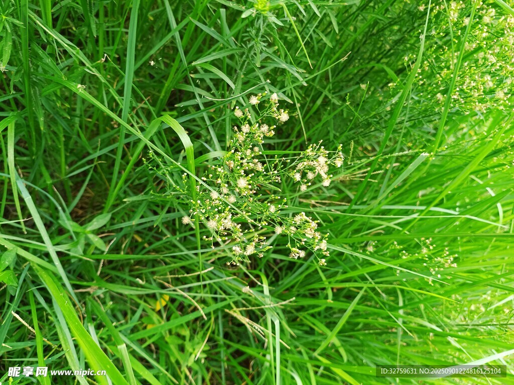 草丛中的白色小花