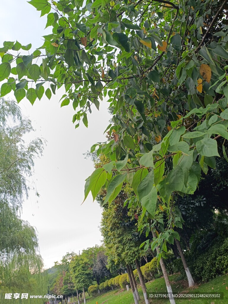 夏日绿荫下的清新自然景象