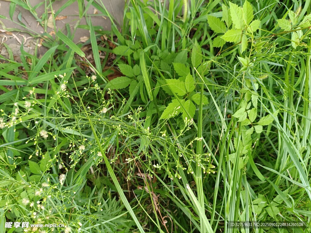 草丛中的绿色植物景观