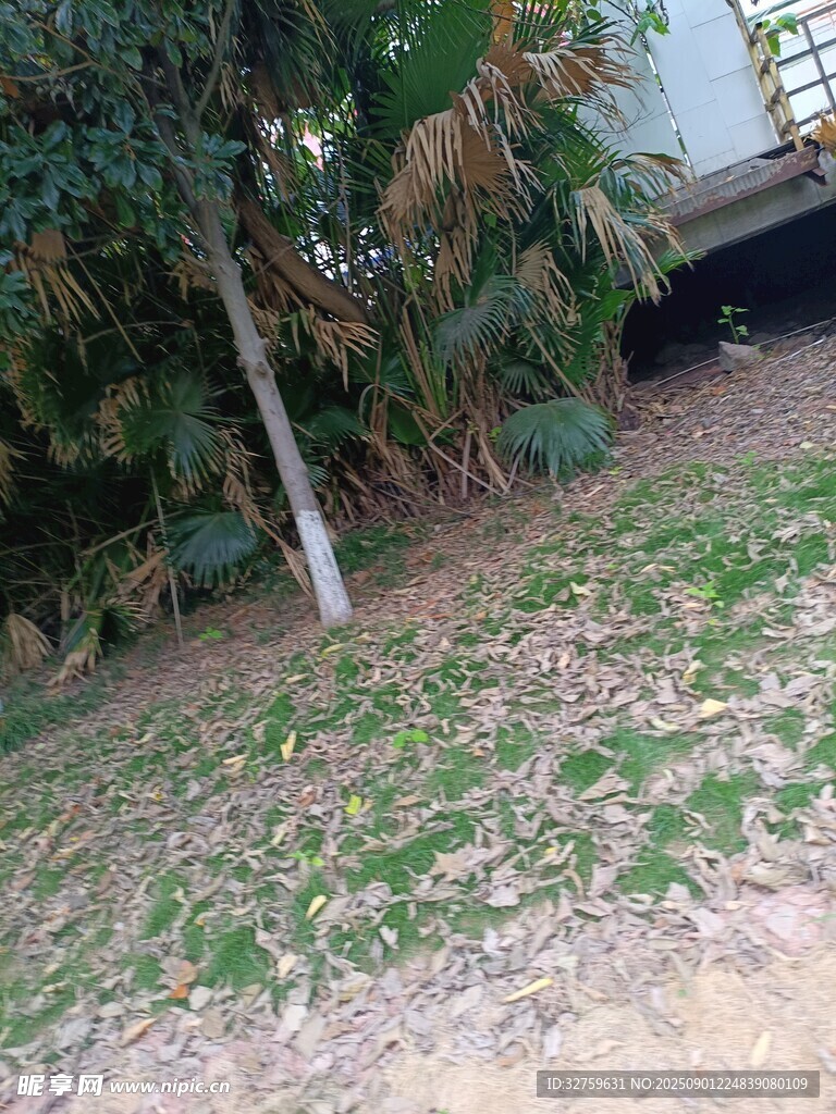 户外草地树木场景