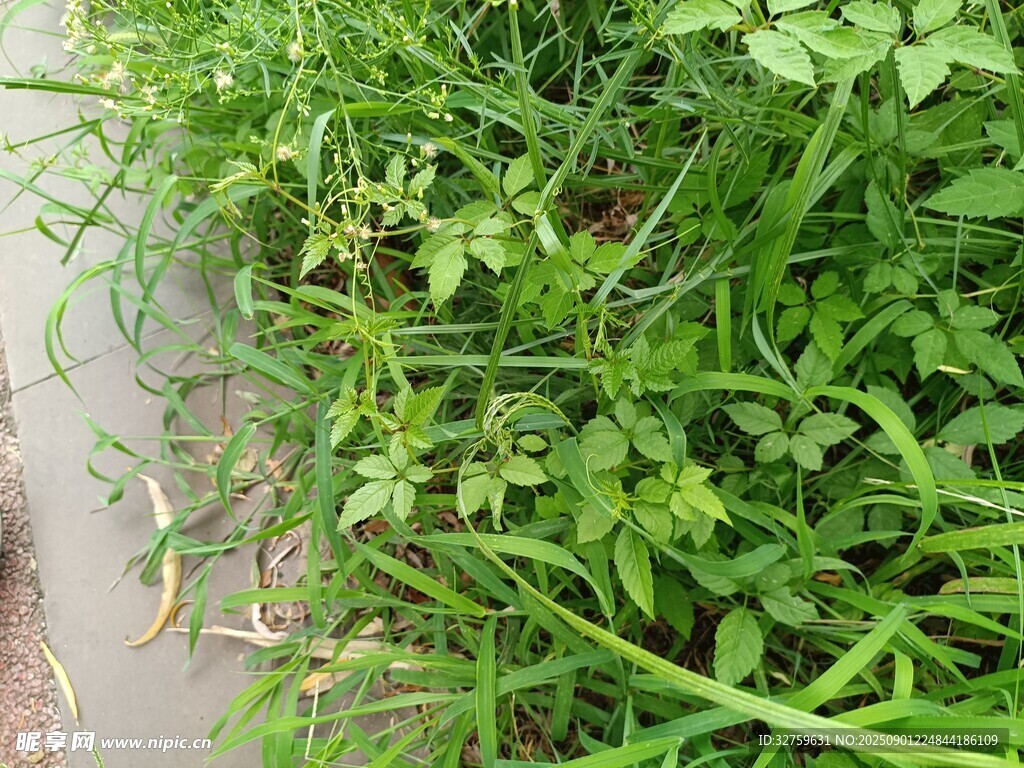 路边翠绿繁茂的野草