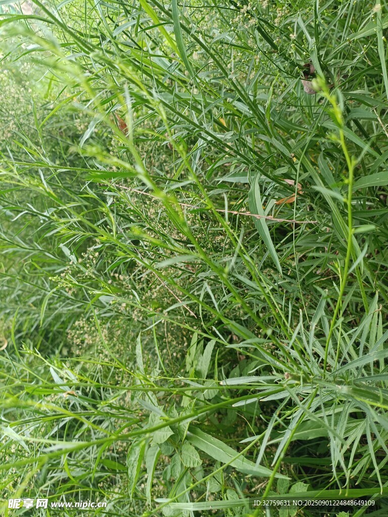 茂密翠绿的野生竹林景观