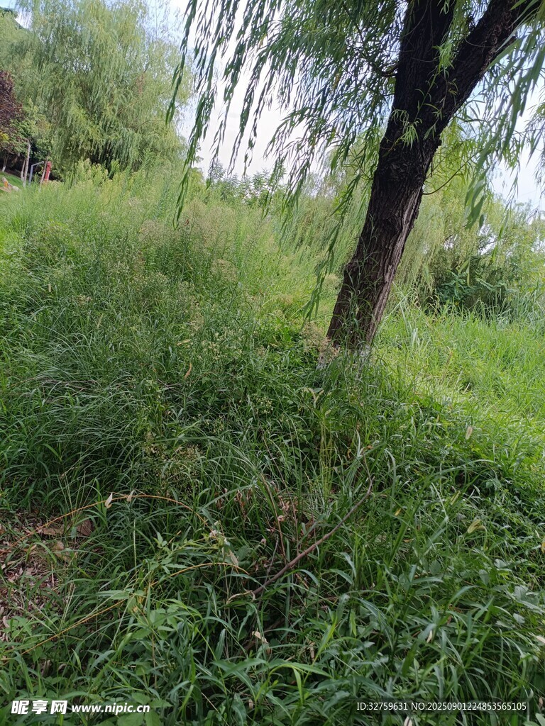 野外葱郁草地与树木