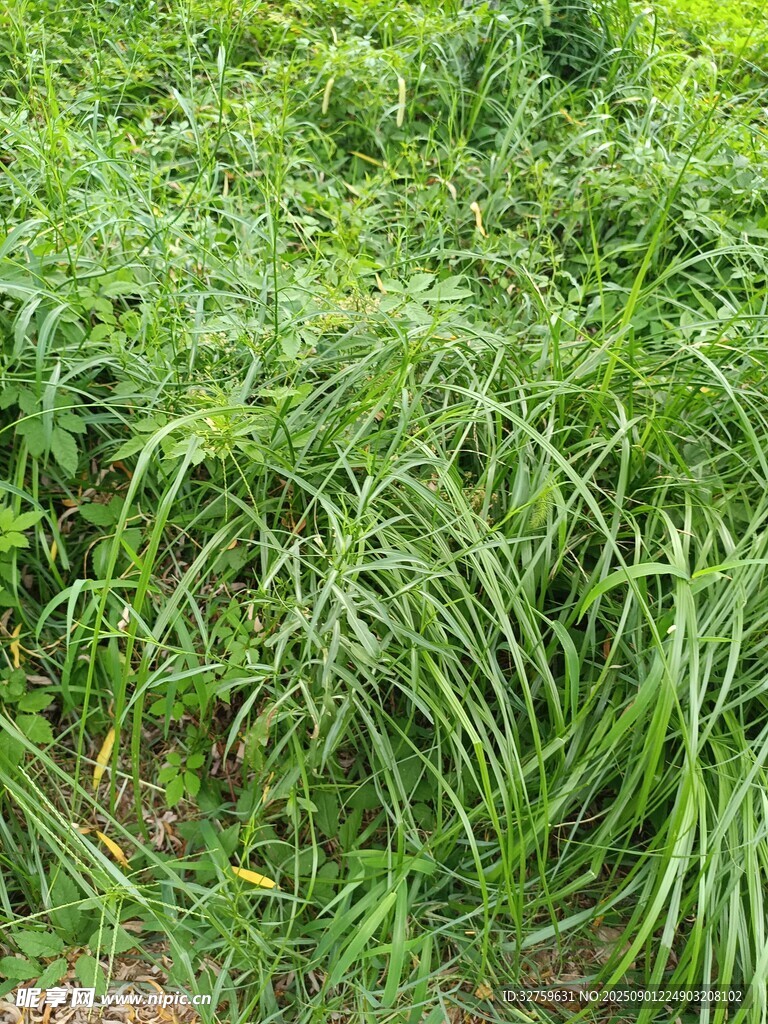 茂盛的绿色植物景观