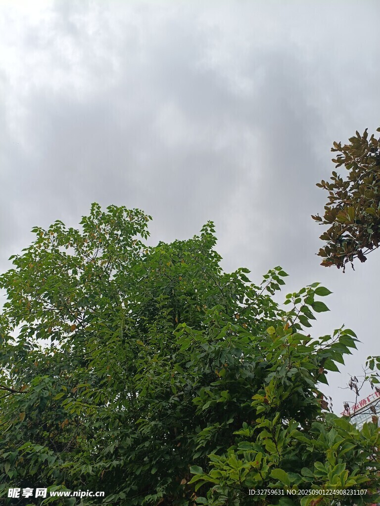 绿树之上的阴沉天空