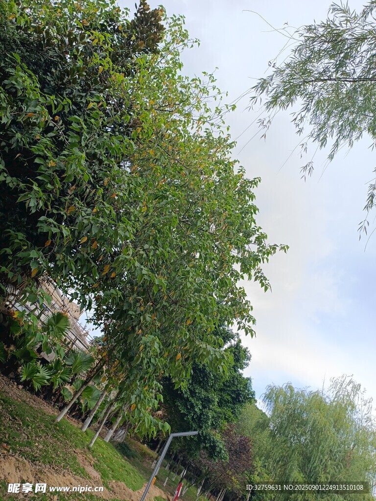 户外葱郁树林风景