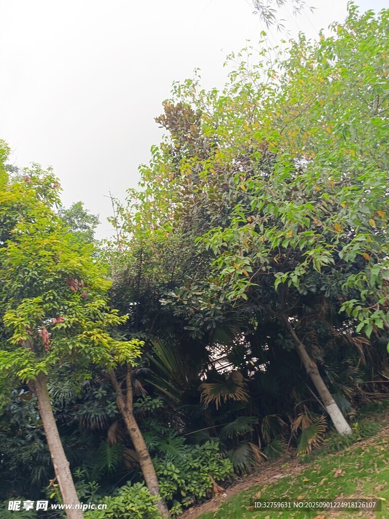 绿意盎然的树林景观