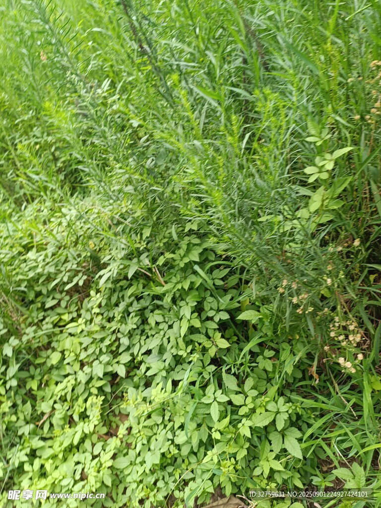 野外繁茂的绿色植物景观