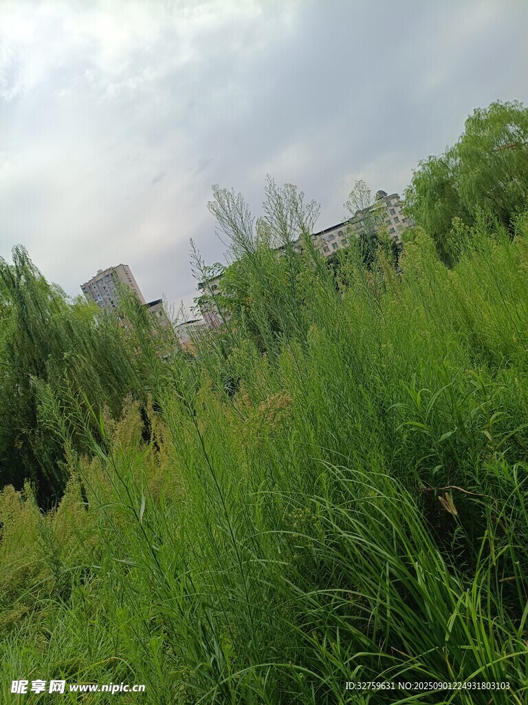 野外繁茂草地与远处建筑