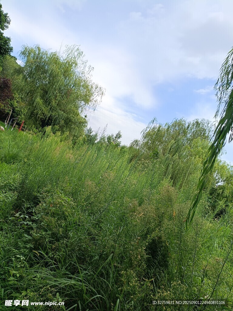 野外葱郁草地风光