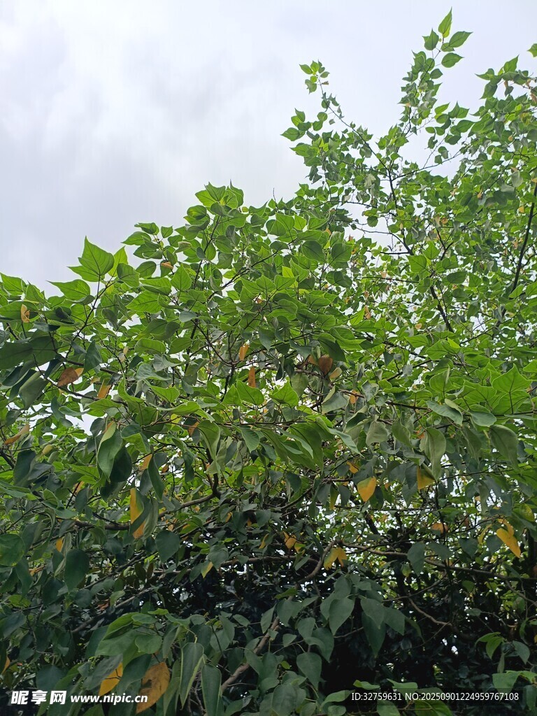 繁茂绿树 