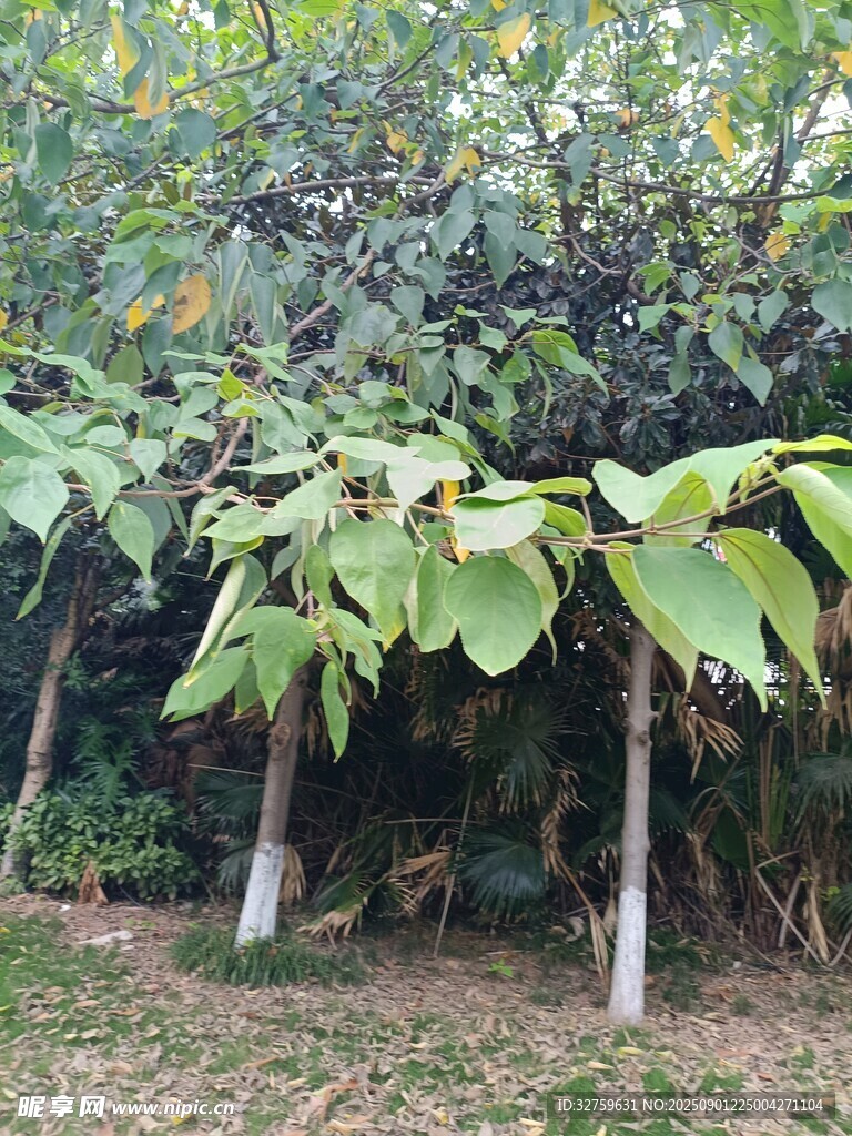 绿叶繁茂的树木景观