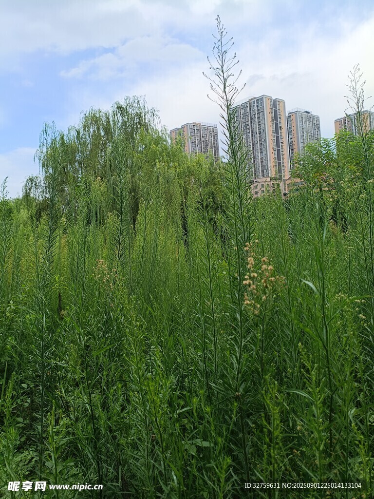 城市边的葱郁绿植景观