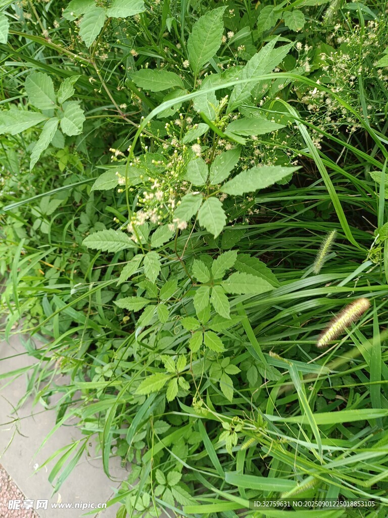 茂盛绿植