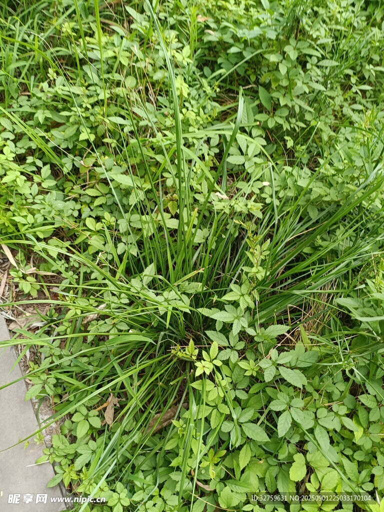 翠绿繁茂的地面绿植景观