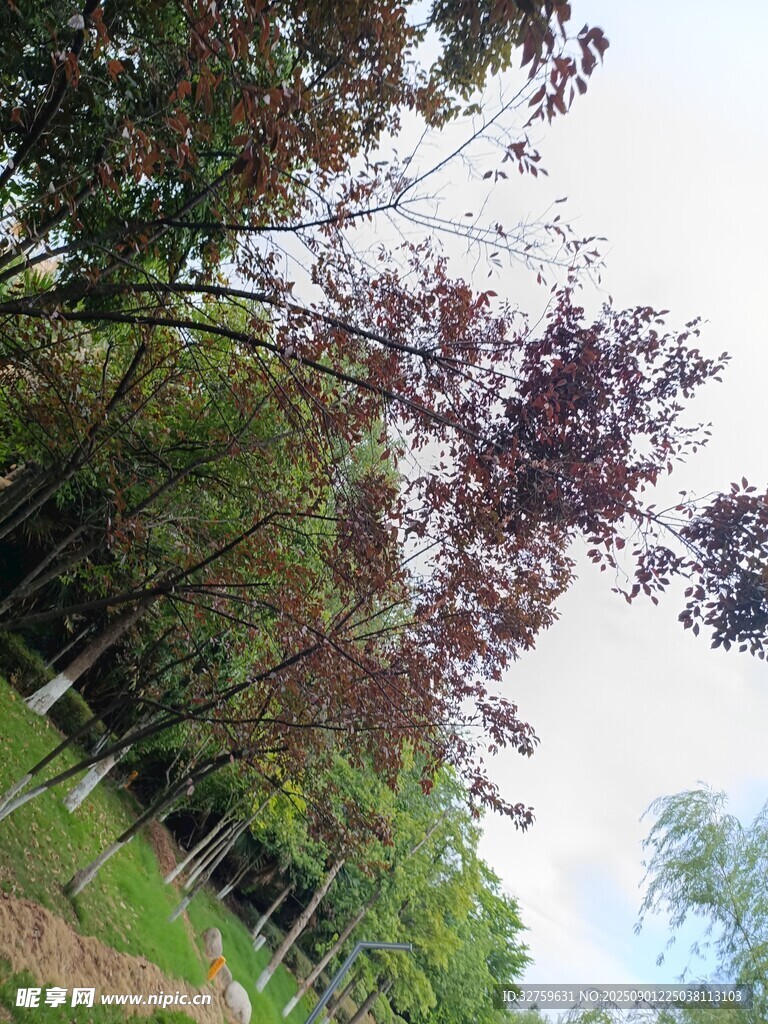 秋日树林景色