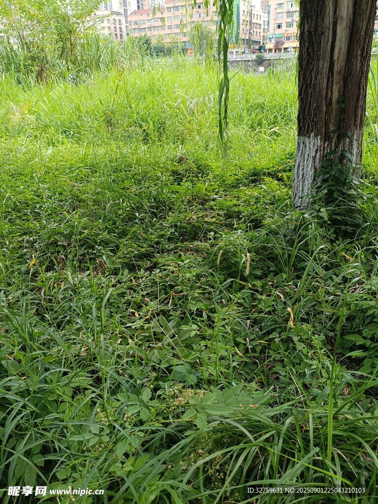 户外繁茂草地景象