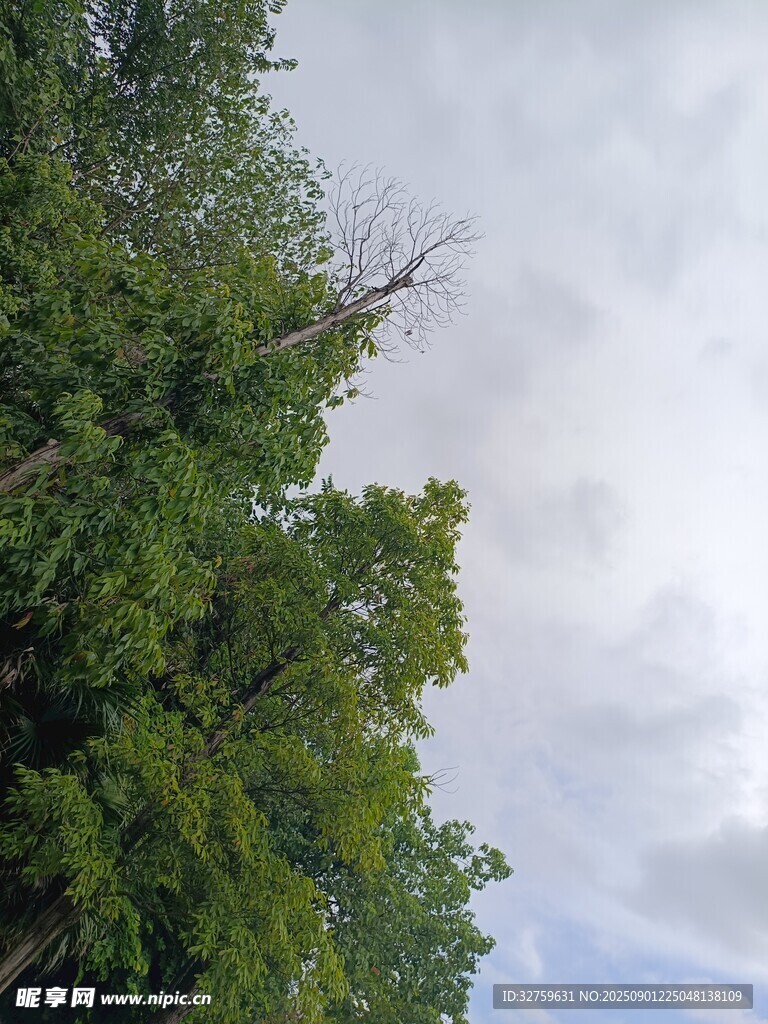 绿树映蓝天的清新景致