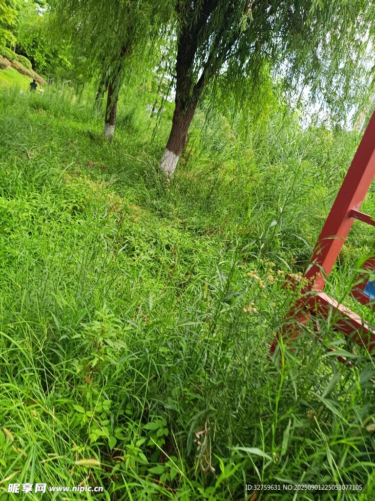 绿意盎然的户外草地场景