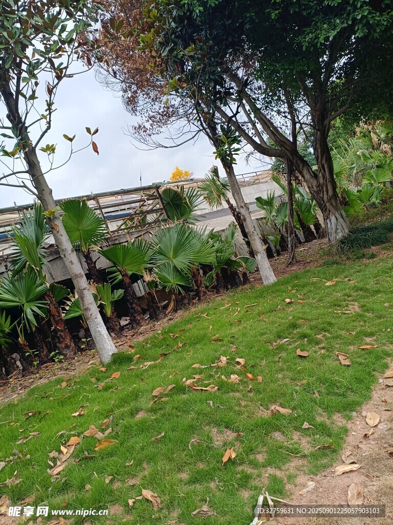 户外草地树木景观