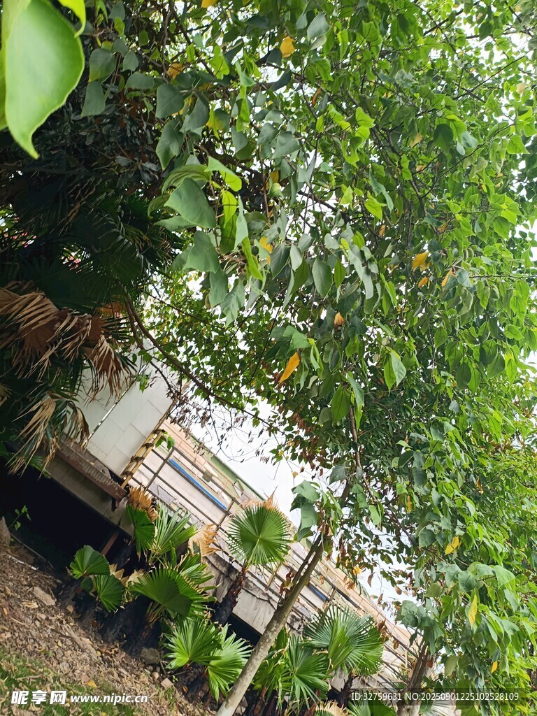 绿荫下的户外木质围栏景观
