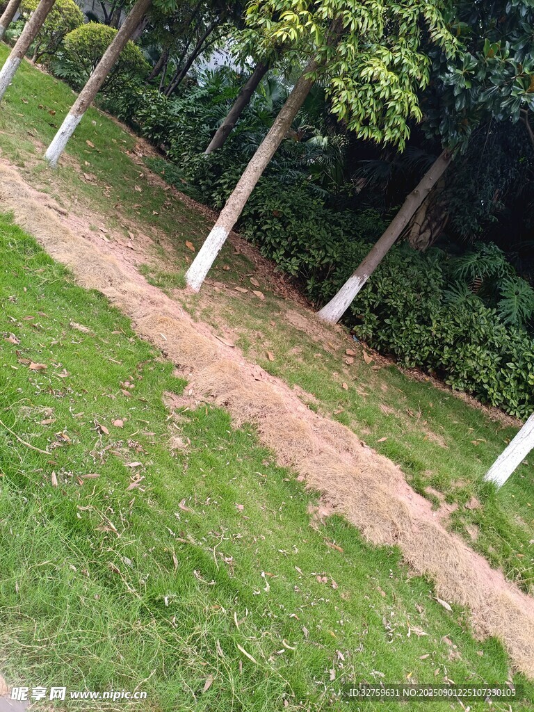 草地旁的树木与泥土小径
