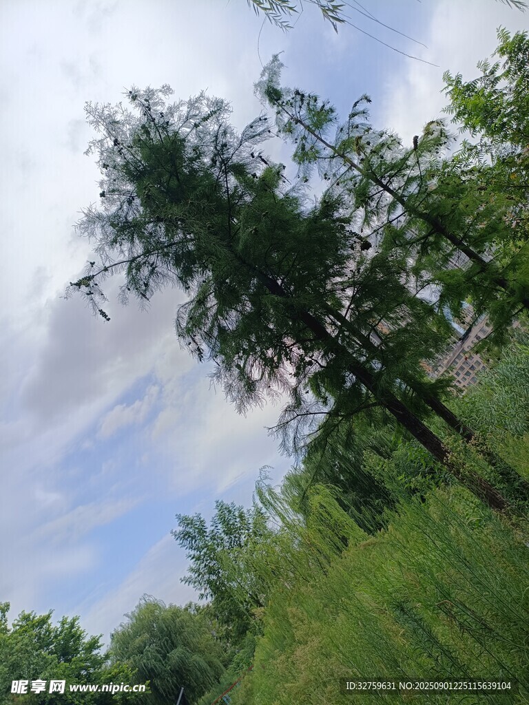 夏日林间绿意盎然景象