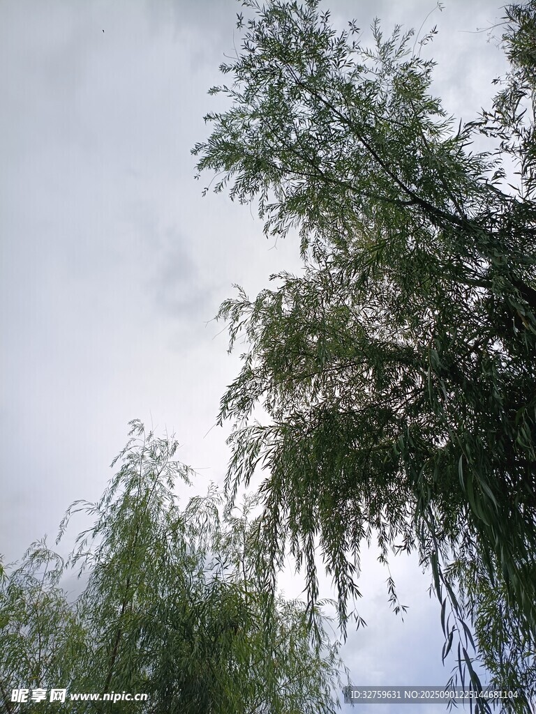 天空下的葱郁绿树