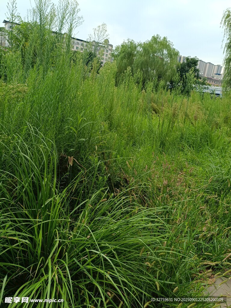 野外繁茂绿植景观