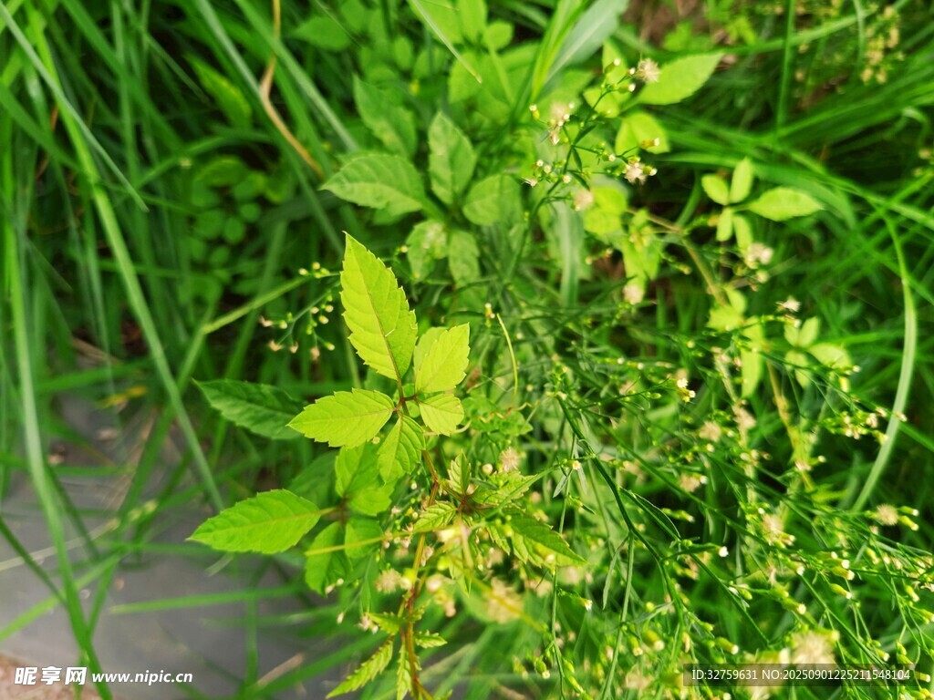 翠绿清新的多样植物
