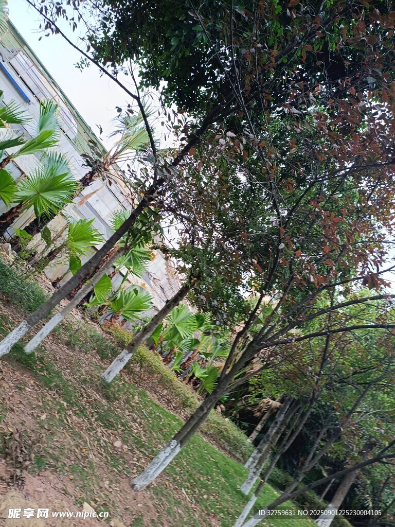 林间树木与远处建筑景观