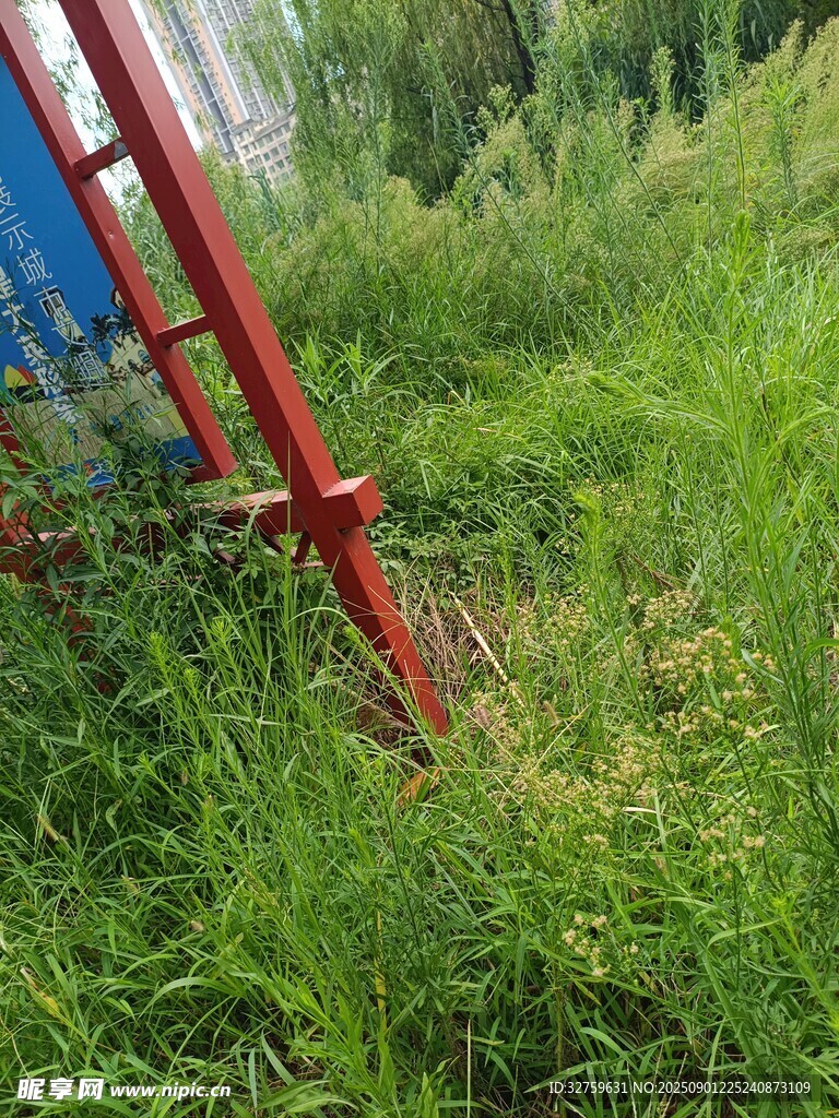 红色梯子立于草丛中