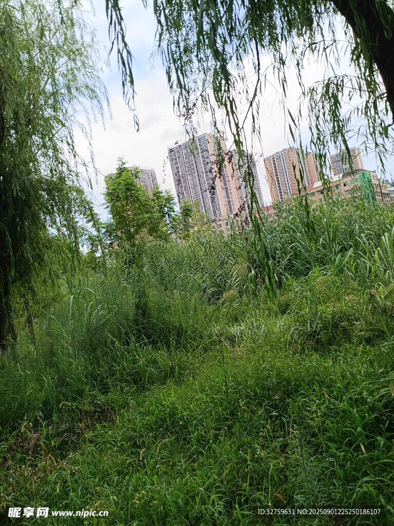 城市中的繁茂绿植景观