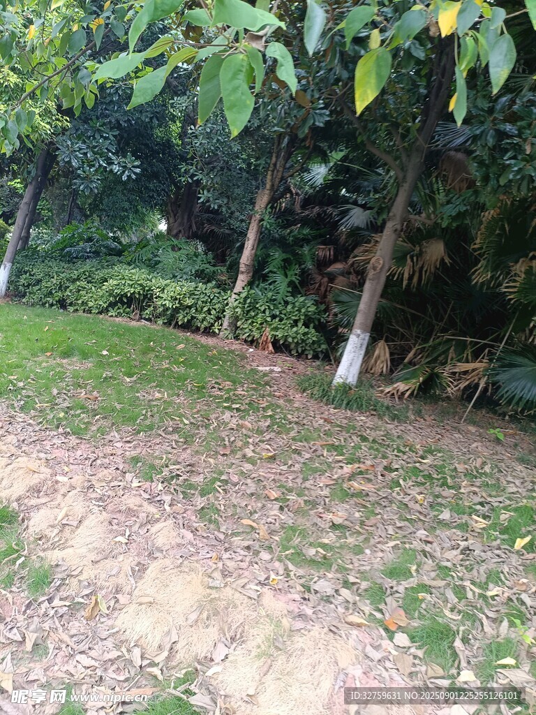林间草地自然景致