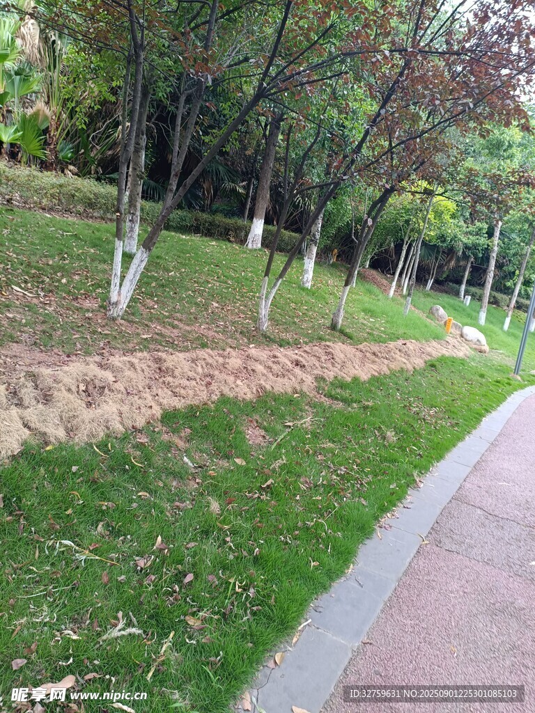 公园小径旁的绿植景观