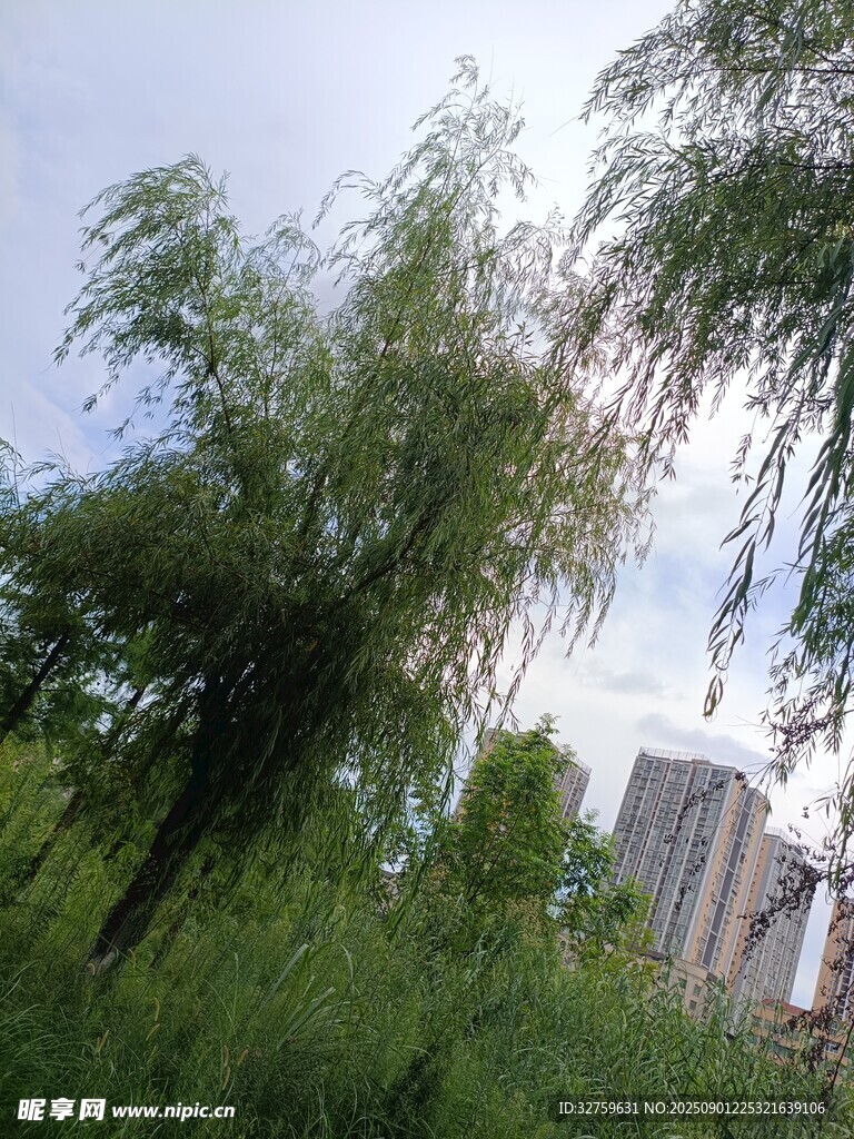 城市中摇曳的翠绿柳树