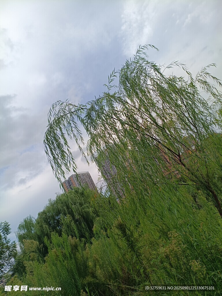 垂柳映天 