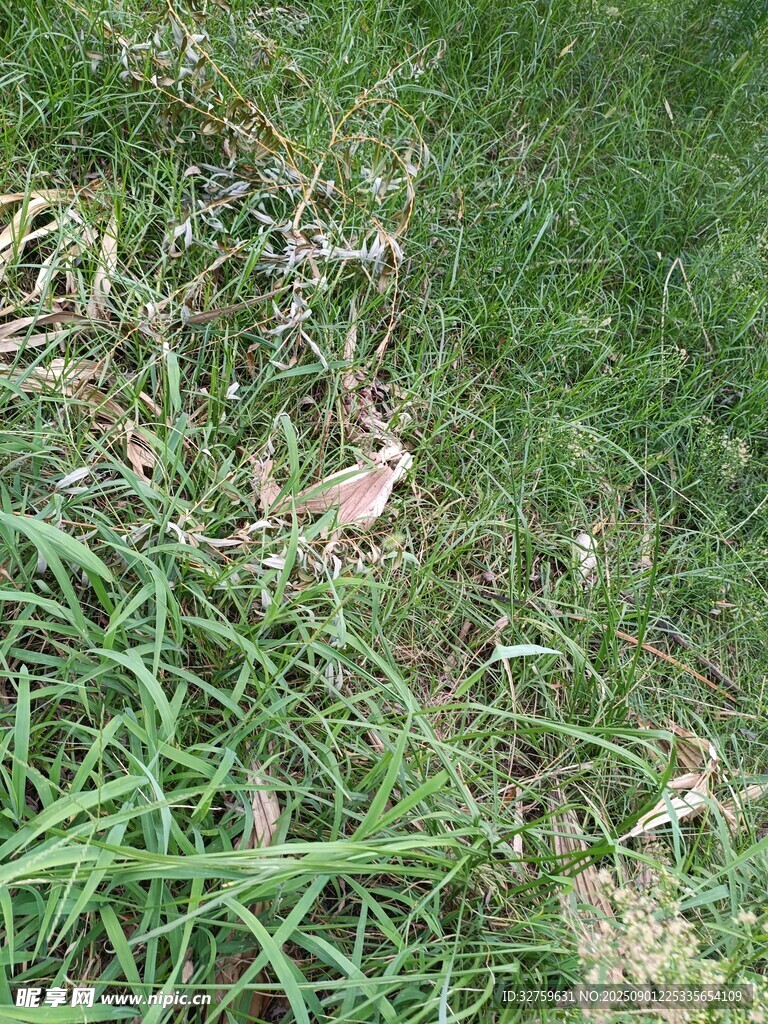 草丛中的小鸟