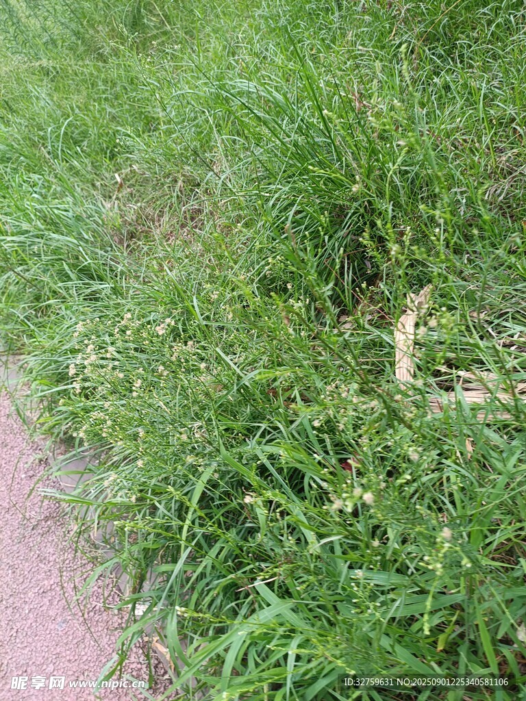 路边翠绿繁茂的野草