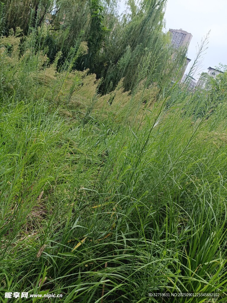 野外茂盛的绿色草丛