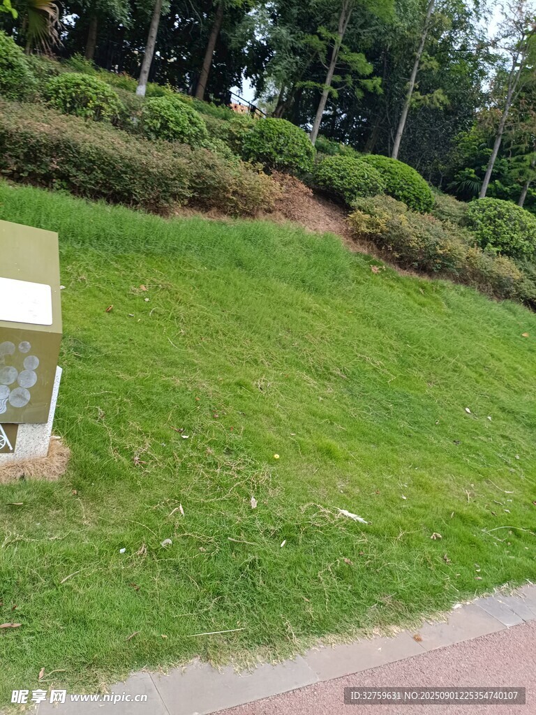 绿草如茵的户外景致
