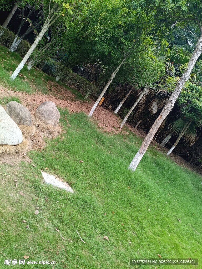 户外绿意盎然的草地场景
