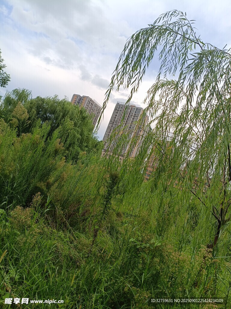 垂柳摇曳于葱郁绿野间