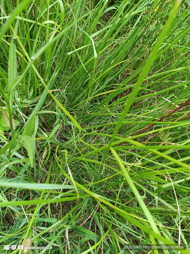 翠绿茂盛的丛生青草