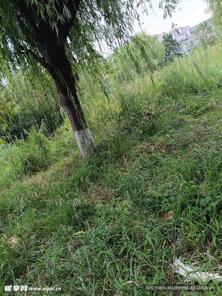 野外草地旁的树木