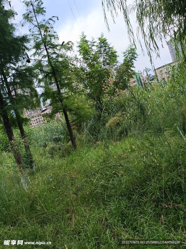 野外葱郁草木景观