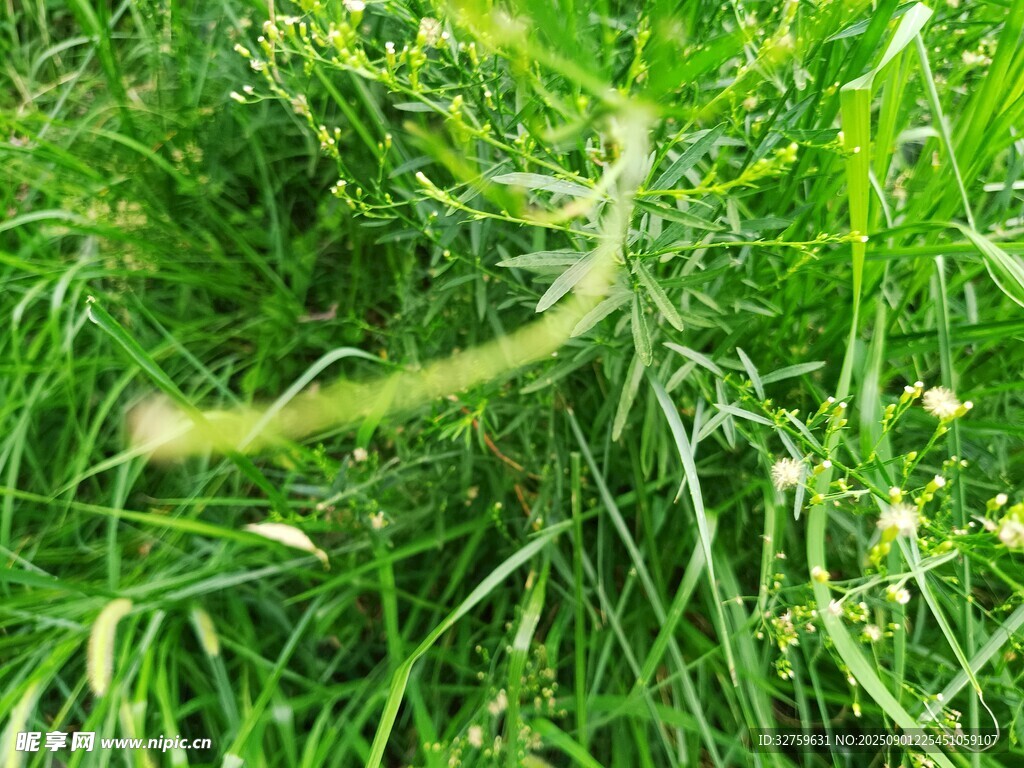 草丛中的蜿蜒绿蛇