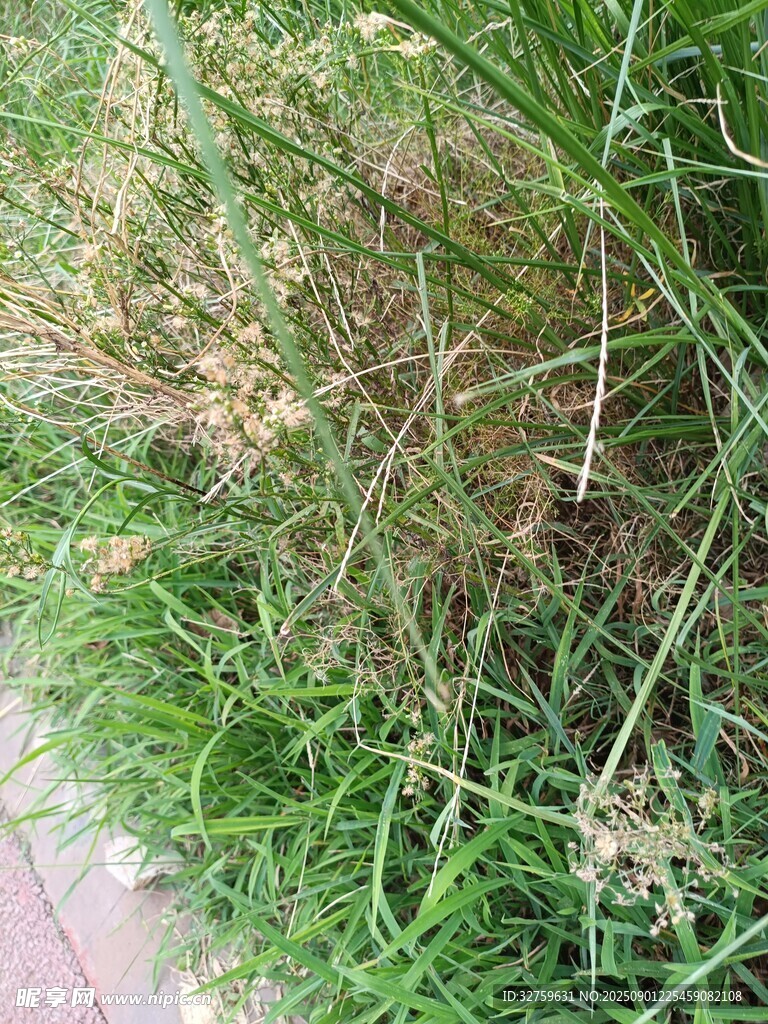 草丛中的枯黄植物