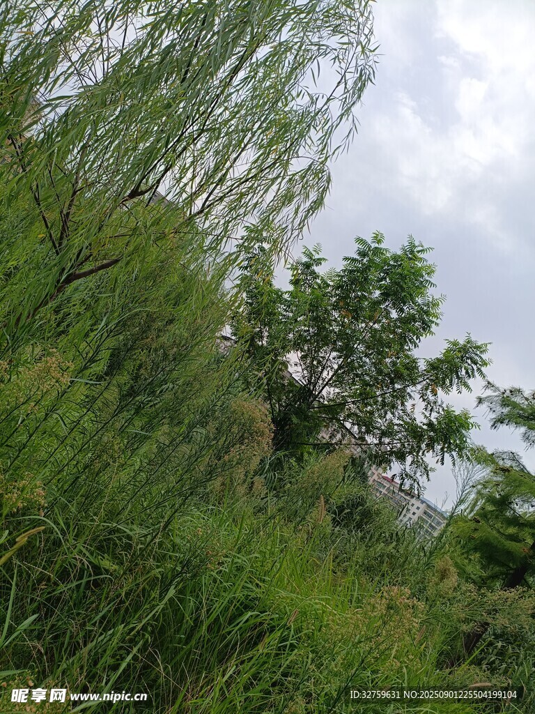 野外葱郁草木与树木景观
