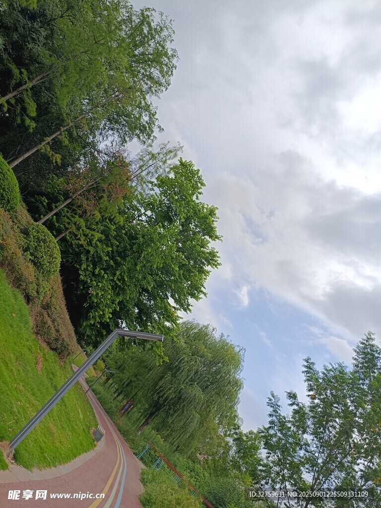 蜿蜒绿道旁的葱郁树林